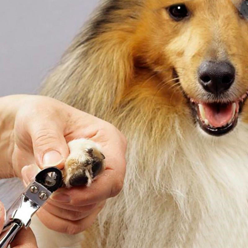 

Pet Собака Кот Toe Claw Ногти Ножницы для стрижки Триммер Ножницы для стрижки Инструмент