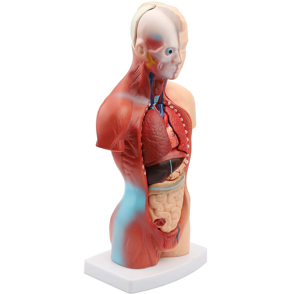 Find 11inch Human Body Model Torso Anatomy Doll 15 Removable Parts Skeleton Visceral for Sale on Gipsybee.com with cryptocurrencies