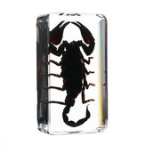 Juguete de ciencia de artesanía de especímenes de insectos de acrílico transparente Lucite Arañas Escarabajos Longhorn negros y escorpiones