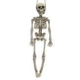 Decorazione domestica del partito di Halloween Scatola di scheletro Horrid Scare Simulazione di scena Giocattoli del corpo umano Props