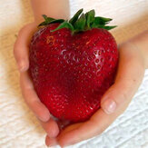 Egrow 100 Stücke Riesige Rote Erdbeere Samen Erbstück Super Japan Erdbeere Garten Samen