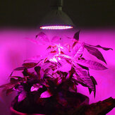 Luz de crescimento LED E27 100W 260LED Espectro completo Lâmpada para plantas para sementes de flores