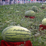 Egrow 30Pcs Sementes de melancia gigante Black Tyrant King Sementes de melancia Super Sweet Fruta do jardim