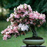 Egrow 10 Pcs Sakura Graines De Fleurs Rose Cherry Blossom Arbre Bonsaï Plantes Jardin Rare Vivace