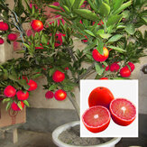 Egrow 20 Pcs / Pack Rouge Couleur Citronnelle Graines Drawf Arbre Bonsaï Organique Fruits Graine Maison Jardin Plantes