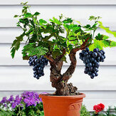 Egrow 50Pcs/Pack Grape Vine Seeds Organic Outdoor Sweet Fruit Seed Succulent Plants Indoor Bonsai