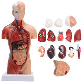 KÖK İnsan Gövde Vücut Anatomisi Modeli Kalp Beyin İskeleti Okul Eğitim