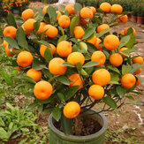 30 sztuk jadalnych owoców mandarynki nasiona drzew bonsai Nasiona owoców cytrusowych Bonsai Mandarynka Nasiona pomarańczy