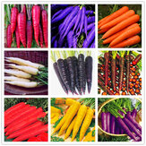 Egrow 500 Pcs / Pack Colorful Zanahoria Semillas Rojo Blanco Púrpura Origanic Vegetal Saludable Planta Semilla