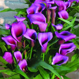 Egrow 50 PCS Calla Lily Graines Jardin Balcon En Pot Plantes Vivaces Fleurs Bonsaï Ivy Fleurs