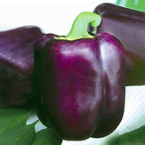 Egrow 100 шт. / Упак. Фиолетовый кристаллический сладкий перец