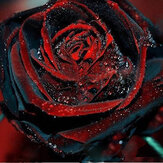 Egrow 100Pezzi Semi di Rosa Nera con Bordo Rosso per Giardino Bonsai