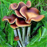 Egrow 50Pcs / Pack Mushroom Semillas Swamm Succlents Plants Semillas Plantas orgánicas