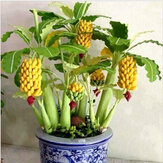 Egrow 30 Stücke Dwarf Banana Samen Bonsai Tropical Fruit Samen Balkon Blume für Haus Pflanzen