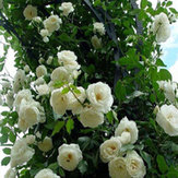 30pcs/Bag White Rose Flowers Seeds Climbing Rose For Home Garden Vampire Rose Flowers Backyard Flower Tree Rose Seeds