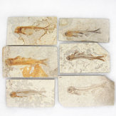 Lycoptera Davidiプレート標本ジュラ紀から白亜紀Real魚の化石中国装飾
