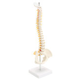 A gerinc anatómiai modellje a medence csípőfejekkel 1/2 életméretű laborfelszereléssel Részletes csigolya emberi öntvény