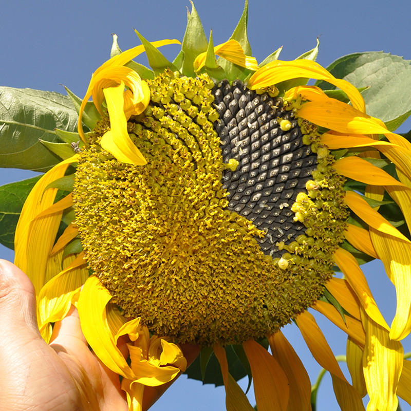 Egrow 30pcs/pack giant sunflower seeds home garden ...