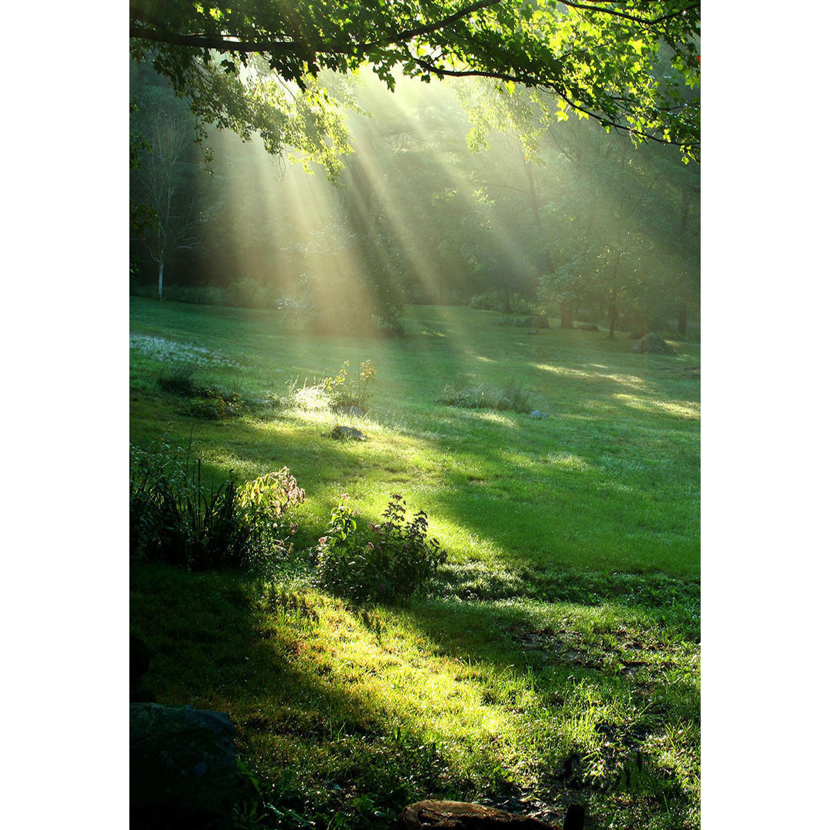 

3x5ft винил весенний лес солнечный свет фотография фон фон студия опора