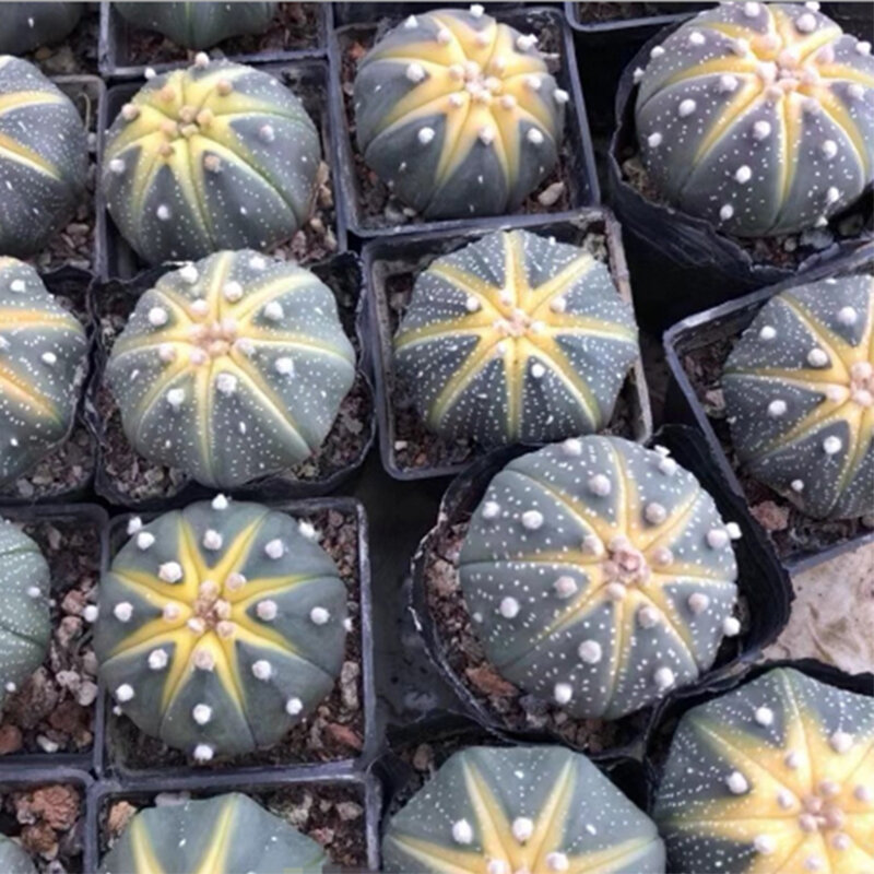 

Egrow 100 Pcs/Pack Succlent Seeds Astrophytum asterias cactus flower Bonsai for Home Garden plant
