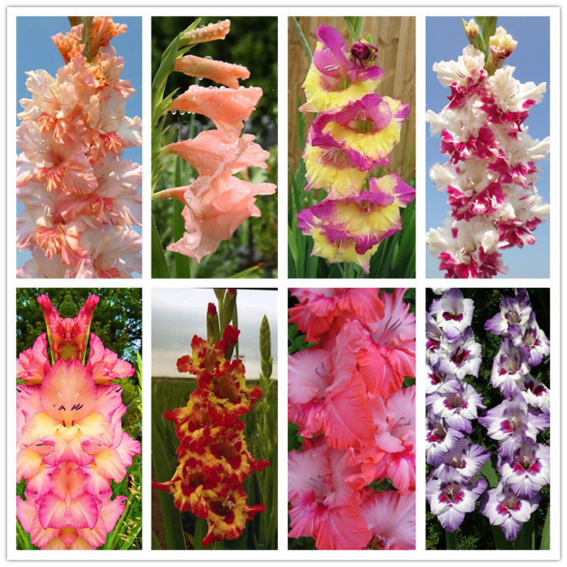 Egrow 100 PCS Garden Plant Gladiolus Flowers Aerobic Indoor Potted Sword Lily Flower Seeds Bonsai