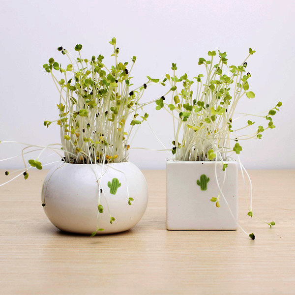 DIY Mini Keramiek Cactus Gras Potplanten Desktop Office Decor