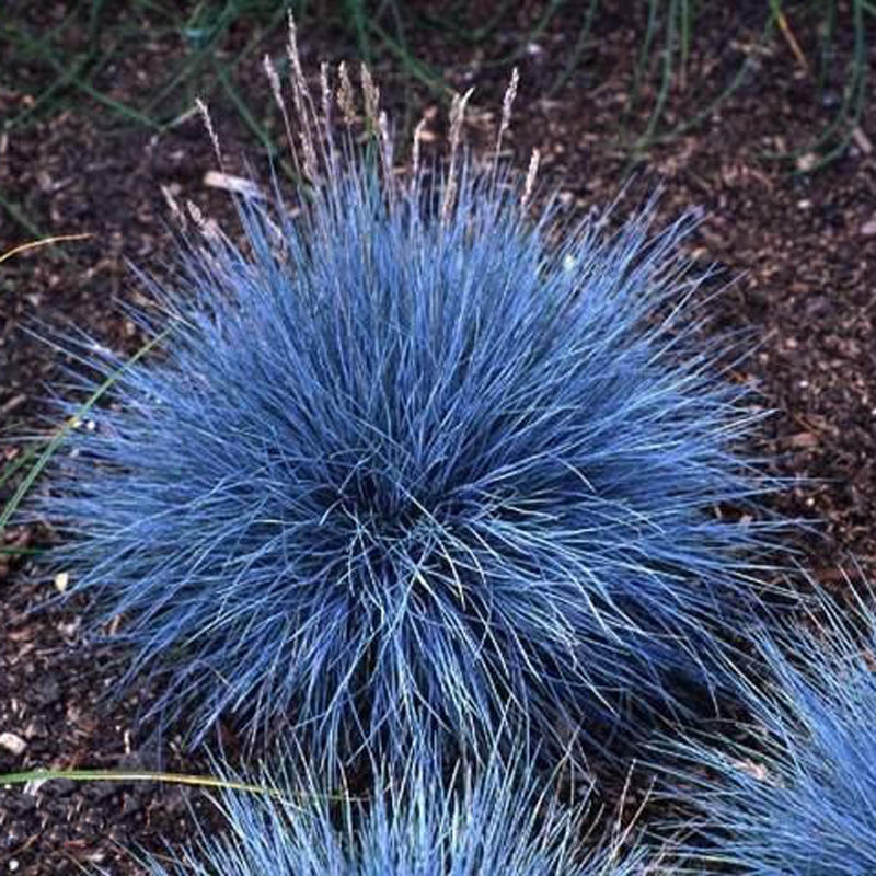 100pcs Blue Fescue Grass Seeds Perennial Hardy Ornamental Grass Home Garden Sale Banggood Com,Types Of Woodpeckers Wisconsin