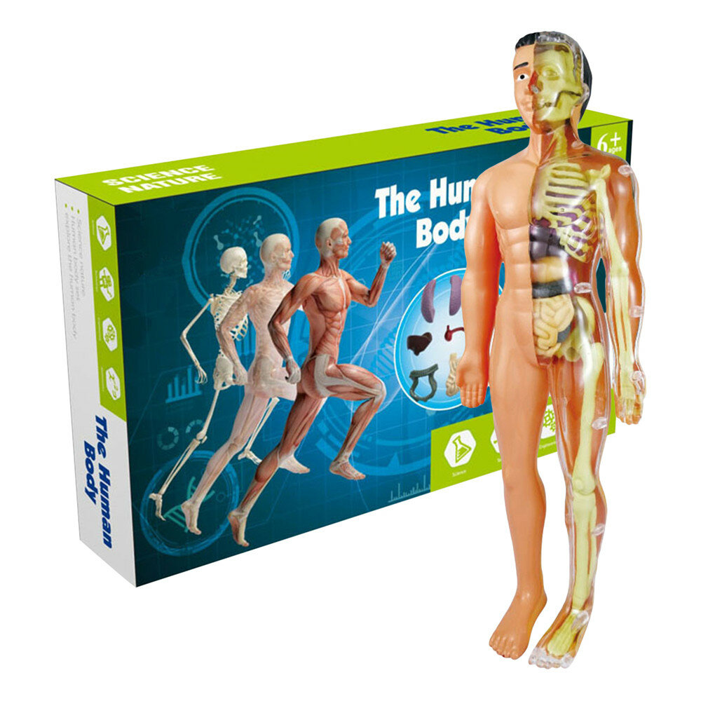 Human Anatomy Model Removable Human Torso Anatomy Model With Details 3D Body Model For Preschool Kid